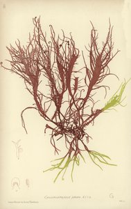 英国海草（自然印刷） 作者 英语学校